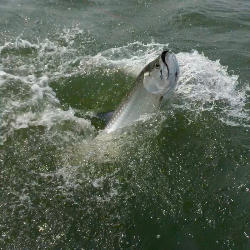 bayrunner fishing charters hilton head island sc