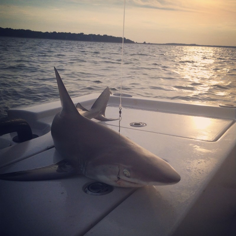 hilton head fishing charters
